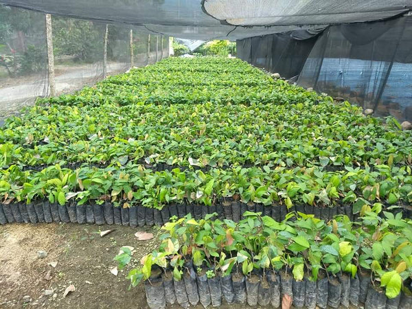 Cacao