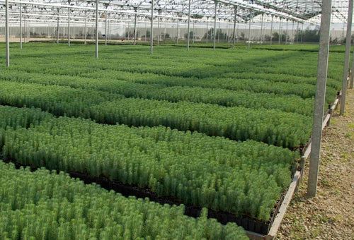 Forestales